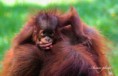 /album/zoo/img-2385-masolata-jpg/